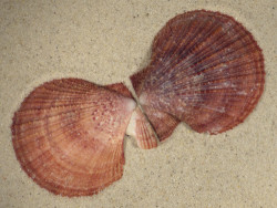 Chlamys farreri JP 8,2cm *unique*