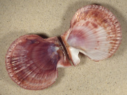Chlamys farreri JP 8,2cm *unique*