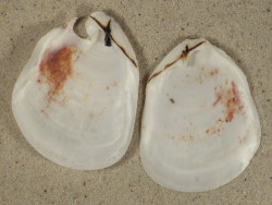 Pedum spondyloideum PH 7cm *unique*