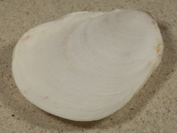 Pedum spondyloideum PH 7cm *unique*