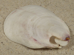 Pedum spondyloideum PH 7cm *unique*