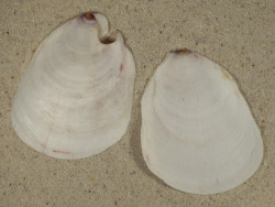 Pedum spondyloideum PH 7cm *unique*