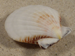 Bractechlamys vexillum PH 5,1cm *unique*