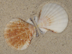 Bractechlamys vexillum PH 5,1cm *unique*