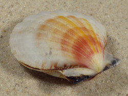 Bractechlamys vexillum PH 4,7cm *unique*