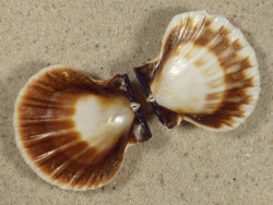 Bractechlamys vexillum PH 4,7cm *unique*