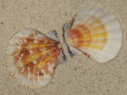 Bractechlamys vexillum PH 4,7cm *unique*
