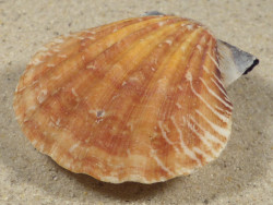 Bractechlamys vexillum PH 5,3cm *unique*