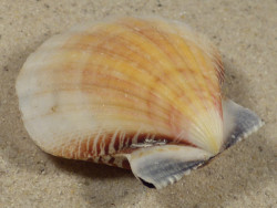 Bractechlamys vexillum PH 5,3cm *unique*