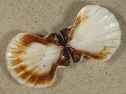 Bractechlamys vexillum PH 5,3cm *unique*