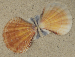 Bractechlamys vexillum PH 5,3cm *unique*