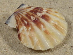 Bractechlamys vexillum PH 4,4cm *unique*