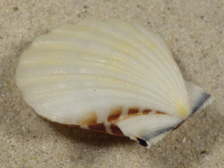 Bractechlamys vexillum PH 4,4cm *unique*