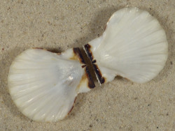 Bractechlamys vexillum PH 4,4cm *unique*