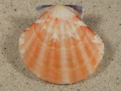 Bractechlamys vexillum PH 4,8cm *unique*