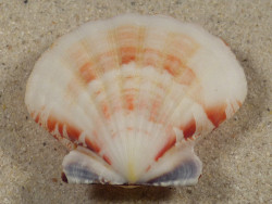 Bractechlamys vexillum PH 4,8cm *unique*