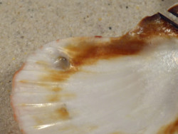 Bractechlamys vexillum PH 4,8cm *unique*