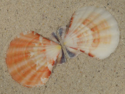 Bractechlamys vexillum PH 4,8cm *unique*
