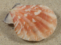 Bractechlamys vexillum PH 4,6cm *unique*