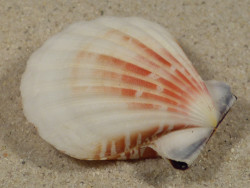 Bractechlamys vexillum PH 4,6cm *unique*