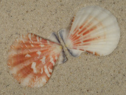 Bractechlamys vexillum PH 4,6cm *unique*