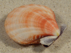 Bractechlamys vexillum PH 5,0cm *unique*