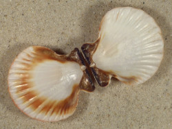 Bractechlamys vexillum PH 5,0cm *unique*