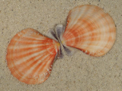 Bractechlamys vexillum PH 5,0cm *unique*