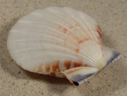 Bractechlamys vexillum PH 5,6cm *unique*