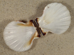 Bractechlamys vexillum PH 5,6cm *unique*