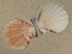 Bractechlamys vexillum PH 5,6cm *unique*
