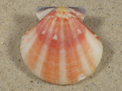 Bractechlamys vexillum PH 4,5cm *unique*