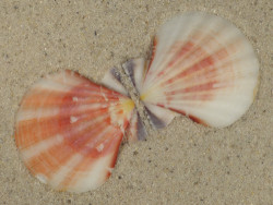 Bractechlamys vexillum PH 4,5cm *unique*