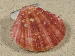 Bractechlamys vexillum PH 4,7cm *unique*