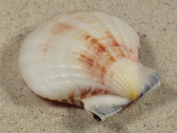 Bractechlamys vexillum PH 4,7cm *unique*