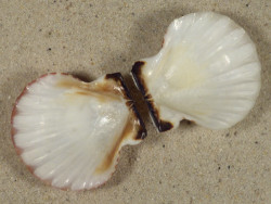 Bractechlamys vexillum PH 4,7cm *unique*
