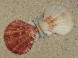 Bractechlamys vexillum PH 4,7cm *unique*