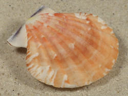 Bractechlamys vexillum PH 4,7cm *unique*