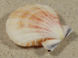 Bractechlamys vexillum PH 4,7cm *unique*