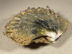 Pinctada margaritifera PH 13cm *Unikat*
