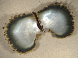Pinctada margaritifera PH 13cm *Unikat*