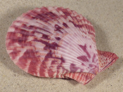Mimachlamys sanguinea PH 6,9cm *unique*