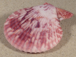 Mimachlamys sanguinea PH 6,9cm *unique*