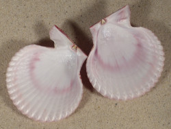 Mimachlamys sanguinea PH 6,9cm *unique*