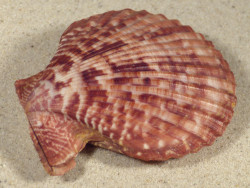 Mimachlamys sanguinea PH 7,5cm *Unikat*
