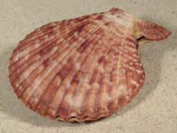 Mimachlamys sanguinea PH 7,5cm *Unikat*
