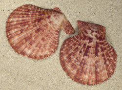 Mimachlamys sanguinea PH 7,5cm *Unikat*