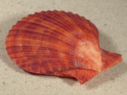 Mimachlamys sanguinea PH 7,3cm *unique*