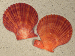 Mimachlamys sanguinea PH 7,3cm *unique*