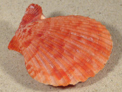 Mimachlamys sanguinea PH 7,4cm *Unikat*